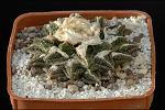 Ariocarpus fissuratus v. Hintonii Cm. 9€ 90,00